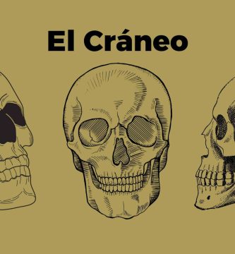 huesos del craneo
