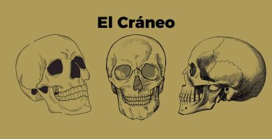 huesos del craneo