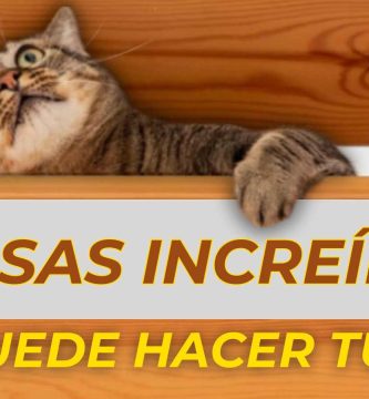 cosas que hacen los gatos