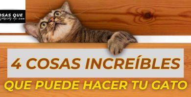 cosas que hacen los gatos