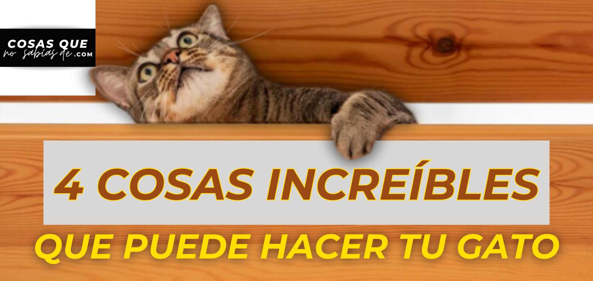4 Cosas INCREIBLES que pueden hacer los GATOS y no sabias